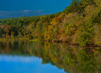 autumn in the forest