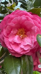 Flor, flores, primavera y verano