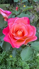 Flor, flores, primavera y verano