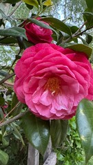 Flor, flores, primavera y verano