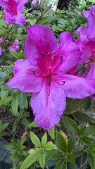 Flor, flores, primavera y verano