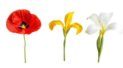 Three different flowers isolated on transparent background