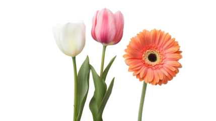 Three colorful flowers including a white tulip a pink tulip and an orange gerbera daisy isolated on transparent background