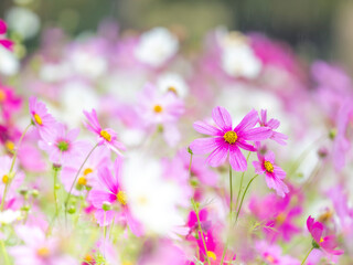秋を彩るコスモスの花畑。小雨の中、静かに佇んでいる鮮やかなピンクのコスモス。自然風景。横構図