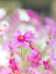 秋を彩るコスモスの花畑。小雨の中、静かに佇んでいる鮮やかなピンクのコスモス。自然風景。縦構図