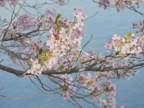 川沿いの満開の桜の花-cherry blossoms / full bloom / along the river / spring-