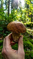 Hand holding a large brown mushroom in a forest