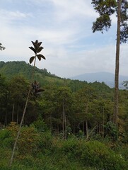 palm trees in the mountains