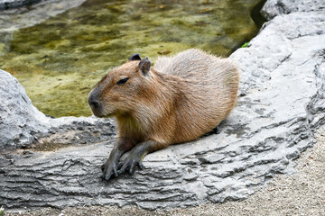 のんびりしたカピバラ　a relaxed capybara