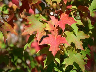 Colorful Autumn Leaves of Sugar Maple (Acer saccharum) Turning Red and Green in Colorado