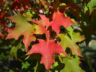 Vibrant Red and Green Sugar Maple (Acer saccharum) Leaves in Autumn, Colorado