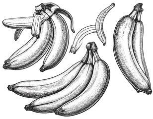 Hand-drawn illustration of several bunches of bananas