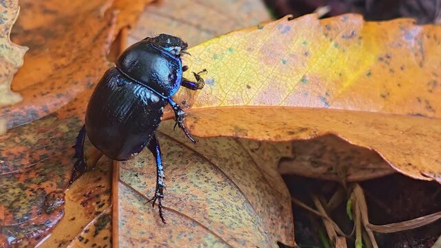 Horizontal macro shot showing a shiny black dung beetle standing still on a dry autumn leaf in the woods