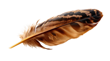Brown Bird Feather on White Background