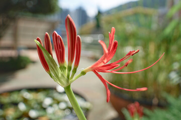 석산 꽃 피는 계절