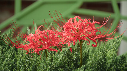 석산 꽃 피는 계절2