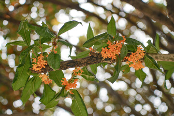 금목서 꽃