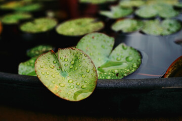 비오는 날 수련잎4