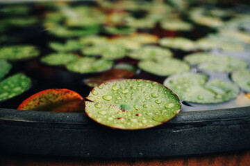 비오는 날 수련잎3