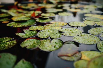 비오는 날 수련잎2