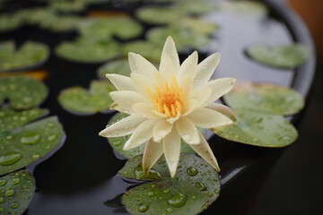 비오는 날 수련의 모습