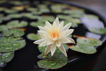 비오는 날 수련2.