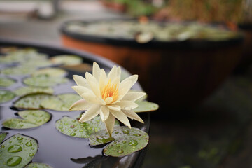 비오는 날 수련3