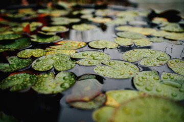 비오는 날 수련잎1