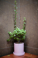 카페 모퉁이 화분