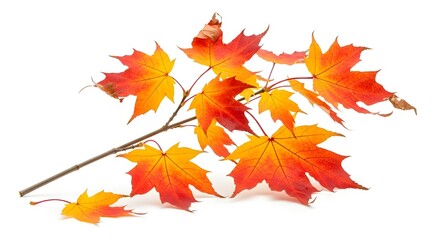 Fototapeta premium Autumn Maple Branch with Vibrant Red and Yellow Leaves Isolated on White