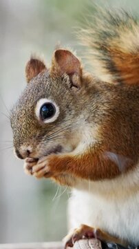 Close-up of red squirrel eating in soft daylight, captured at Sentier des Cimes Laurentides