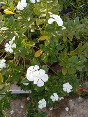 white flowers in the garden