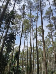 pine forest in the morning