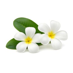 Fototapeta premium Two white plumeria flowers with yellow centers and green leaves frangipani white flower