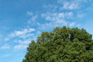 爽やかな青空に丸く大きな木