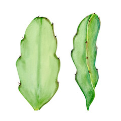Dragonfruit cactus leaf watercolor illustration set isolated on white background. Hand-painted tropical plant, perfect for botanical compositions, exotic fruit designs, eco packaging, natural branding