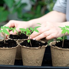Hands planting young tomato seedlings in small pots (1)