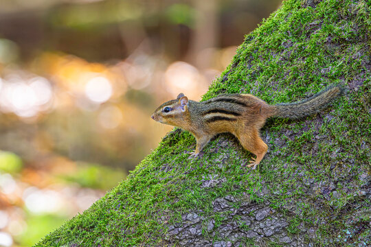 An Eastern chipmunk, Tamias striatus, perched on a moss covered tree trunk in Northern Indiana 