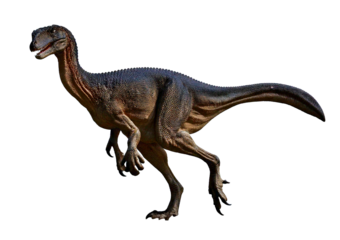 Detailed educational dinosaur model,full body,(oviraptor),Skeleton isolated on transparent or white background
