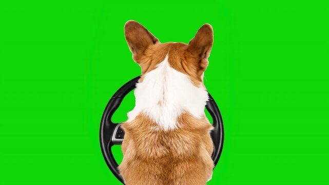 Welsh corgi dog sitting behind the steering wheel of a car facing backward to the camera on a green screen, isolated with chroma key, real shot. A corgi dog is driving a car / vehicle.
