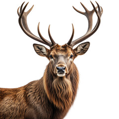 Fototapeta premium Majestic stag portrait with massive antlers, brown fur, and dark background