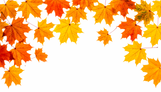 秋色に染まるカエデの葉｜背景なし・透過PNG・コピースペース