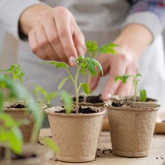 Hands carefully planting young tomato seedlings in small biodegradable pots