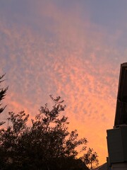 夕空と木の葉を見上げる