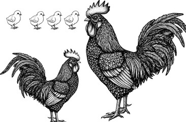 Chicken illustration, rooster and hen, poultry sketch, chick development, farm animal drawing, feather detail, livestock art, black and white, realistic style