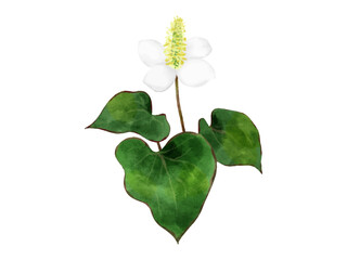 ドクダミ　日本の薬草　水彩　イラスト