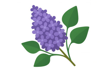 Lilac flower blooming with green leaves, vector illustration for spring and nature designs