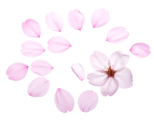 Obraz premium 舞い散る桜の花びら｜背景なし・透過PNG・コピースペース