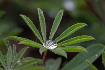 raindrop on a plant in the wild