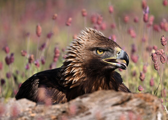golden eagle in the mountain on spain